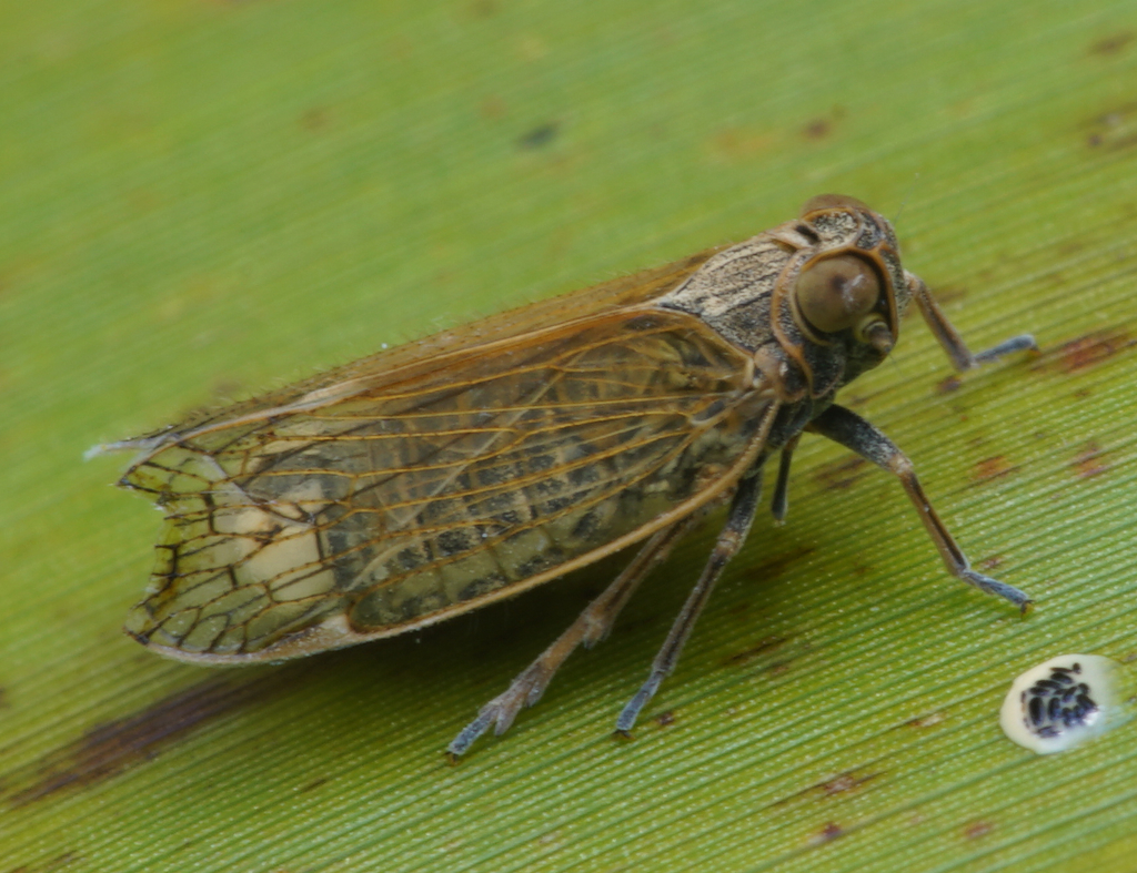 Zeoliarus