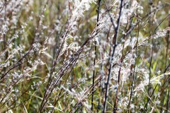 Schizachyrium littorale