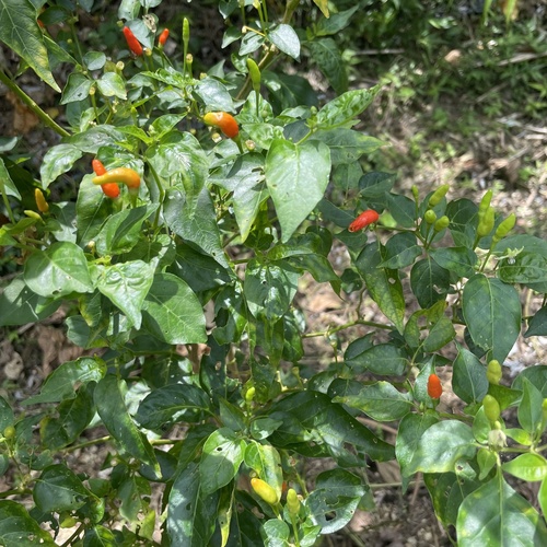 Capsicum frutescens