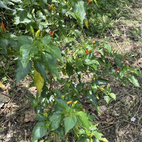 Capsicum frutescens