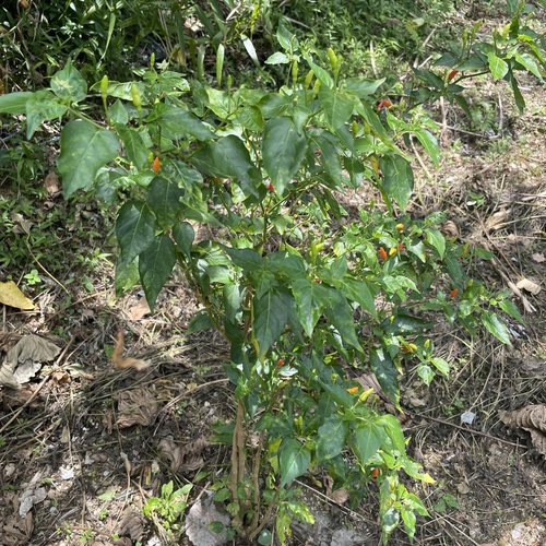 Capsicum frutescens
