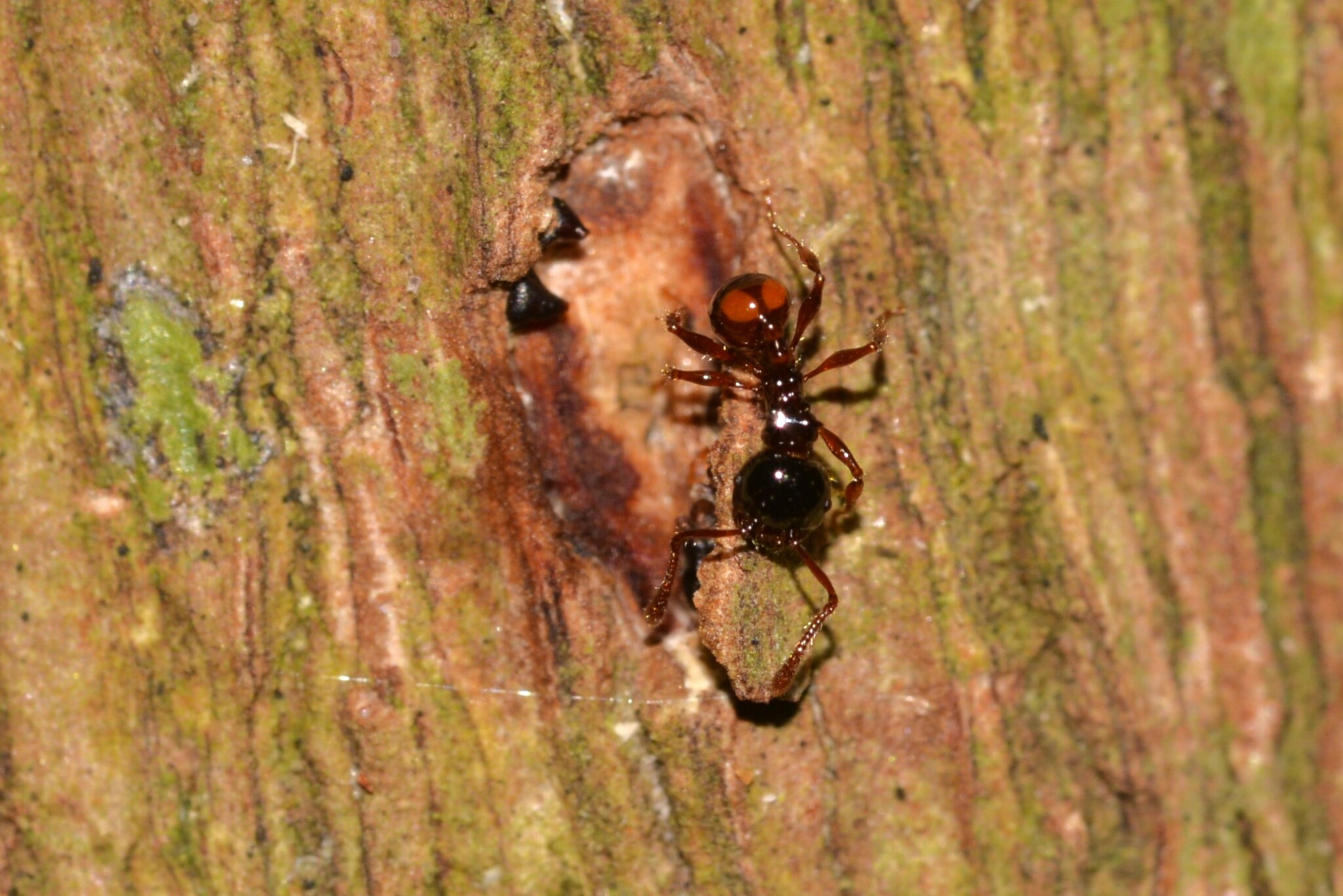 Pristomyrmex wheeleri