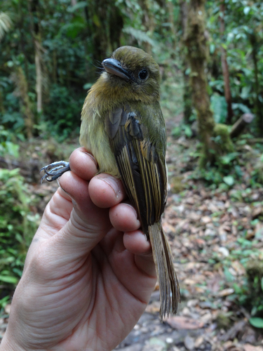Rhynchocyclus fulvipectus