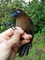 Zeledon's Antbird photo 5