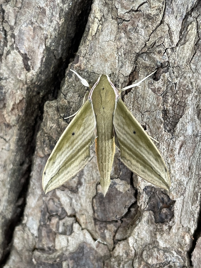 Cechetra minor
