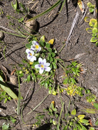 Bang's violet (Viola bangii)