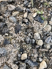 Ricciaceae