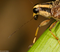 Acorynus bimaculatus
