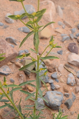 Image of Euphorbia bupleuroides