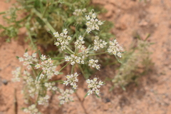 Daucus sahariensis image