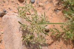 Daucus sahariensis image