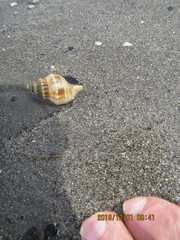 Austrofusus glans