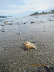 Austrofusus glans