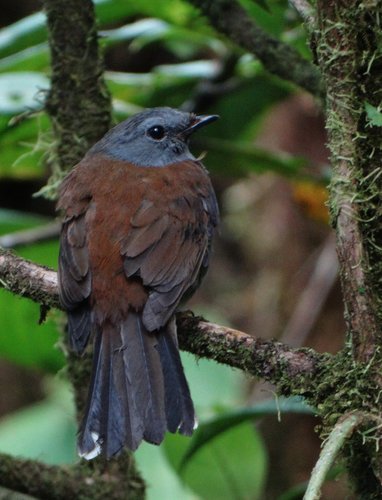 Andean Solitaire
