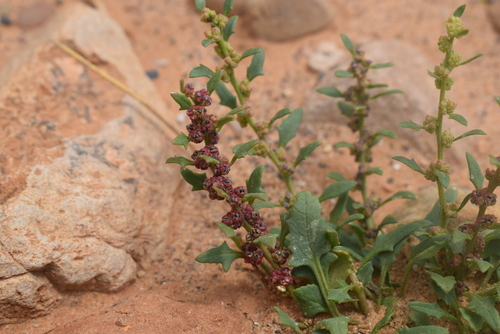 Blitum petiolare