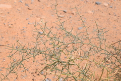 Asparagus horridus image