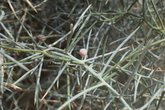 Asparagus horridus image