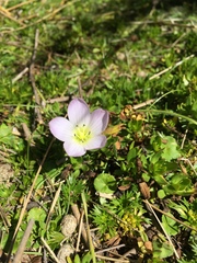 Gentianella cerastioides