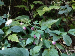 Clematis lasiandra