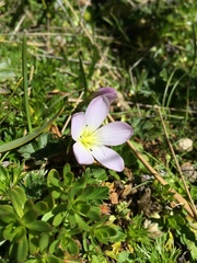 Gentianella cerastioides