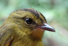 Cuzco Warbler photo 3