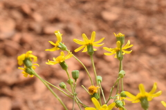 Senecio glaucus image