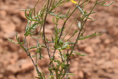 Senecio glaucus subsp. coronopifolius image