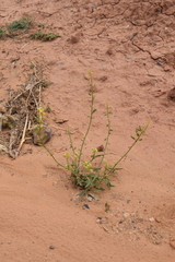 Reseda lutea image