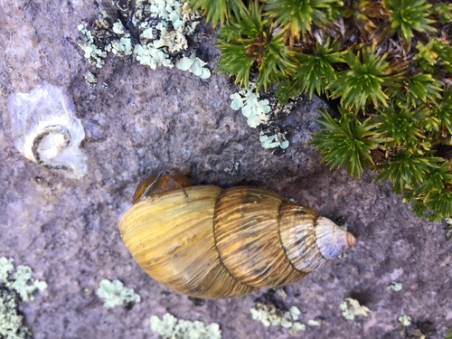 Bocourtia aequatoria
