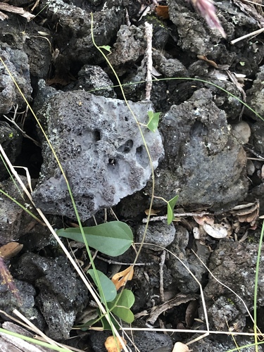 Cocculus orbiculatus observed 2018-12-01