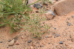 Daucus sahariensis image