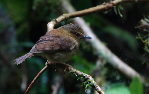Pseudotriccus pelzelni