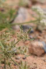 Daucus sahariensis image