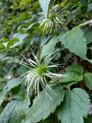 Clematis lasiandra