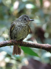 Olive-Striped Flycatcher photo 2