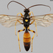 Ichneumonid Wasps - Photo (c) 
Pekka Malinen, Luomus, some rights reserved (CC BY-SA)