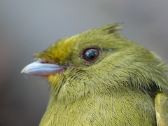 Golden-Winged Manakin photo 5