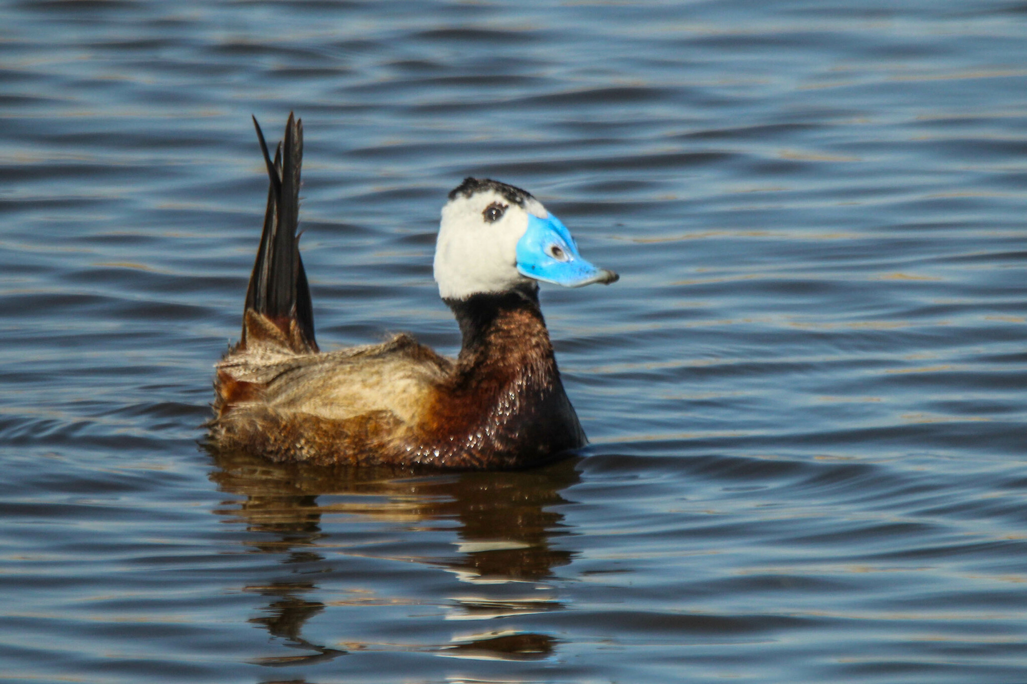 White-headed Duck (Oxyura leucocephala)