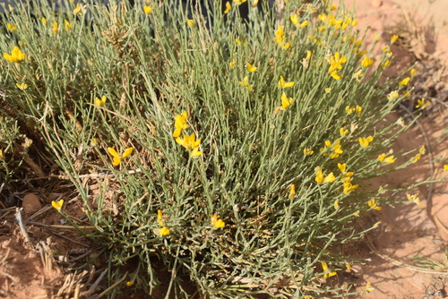 Genista capitellata image