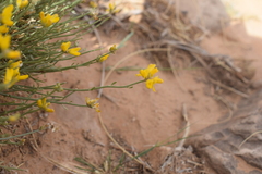 Genista capitellata image