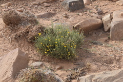 Genista capitellata image