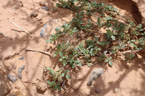 Medicago laciniata image