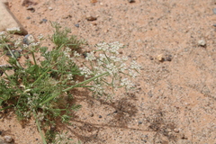 Daucus sahariensis image