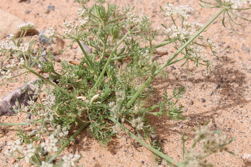 Daucus sahariensis image