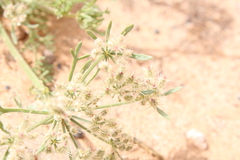 Daucus sahariensis image