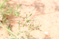 Daucus sahariensis image