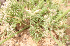 Daucus sahariensis image