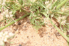 Daucus sahariensis image