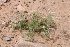 Daucus sahariensis image