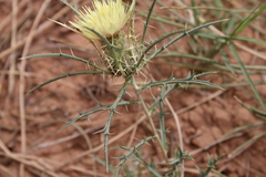 Image of Atractylis carduus